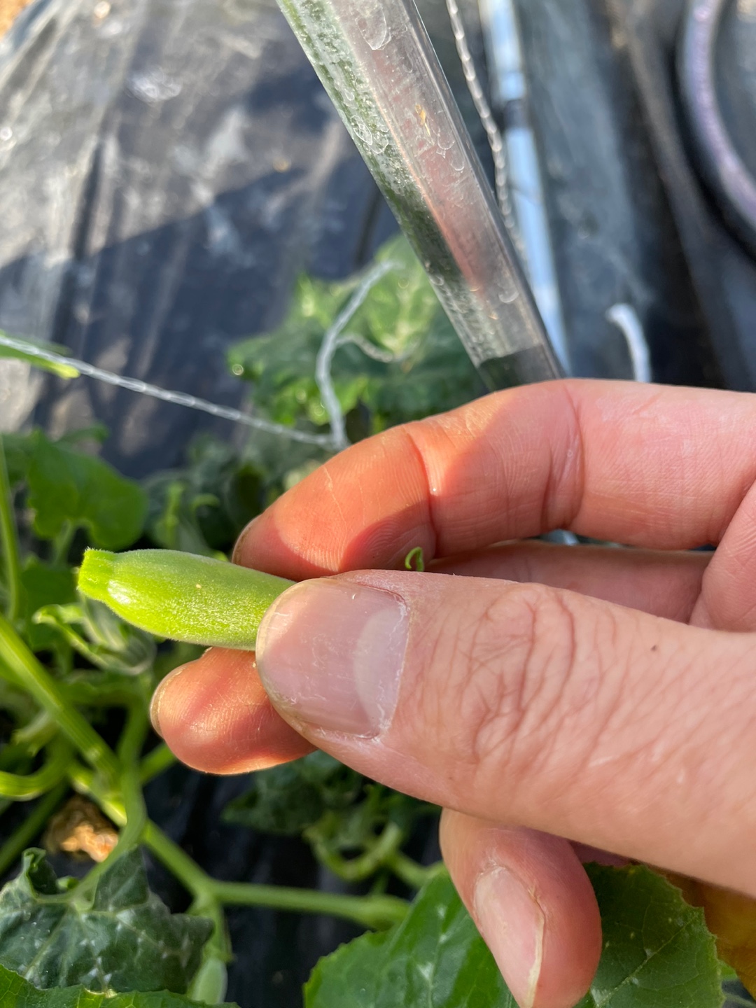 첫 열매 따주기 