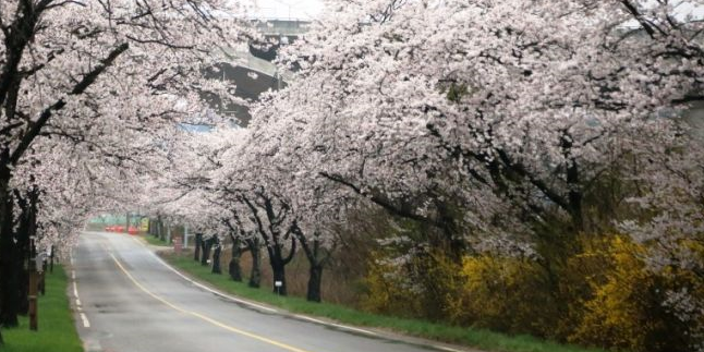 설악산 벚꽃 터널 사진