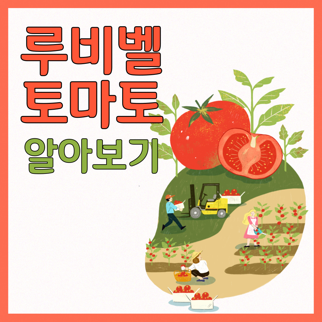 루비벨토마토 알아보기
