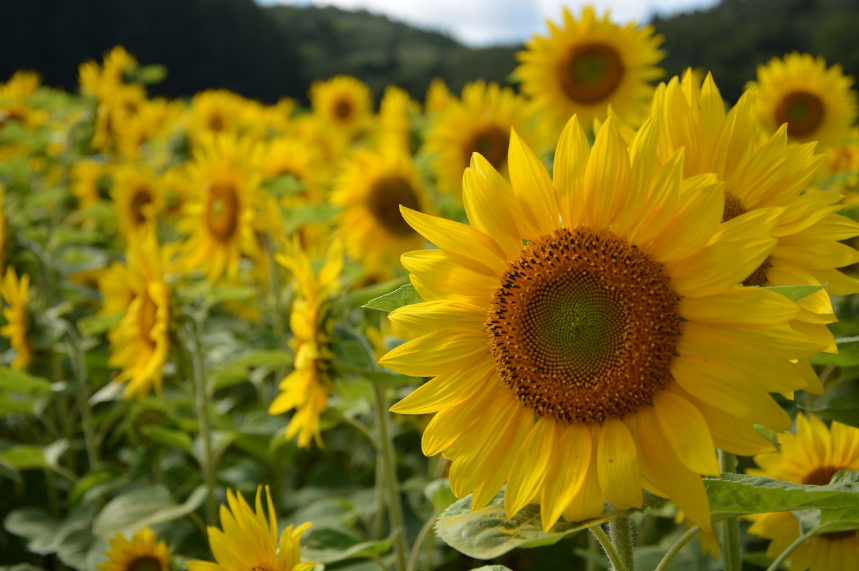 북해도 6월 날씨