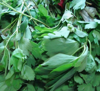 방풍나물 효능 부작용 요리 고르는법 칼로리