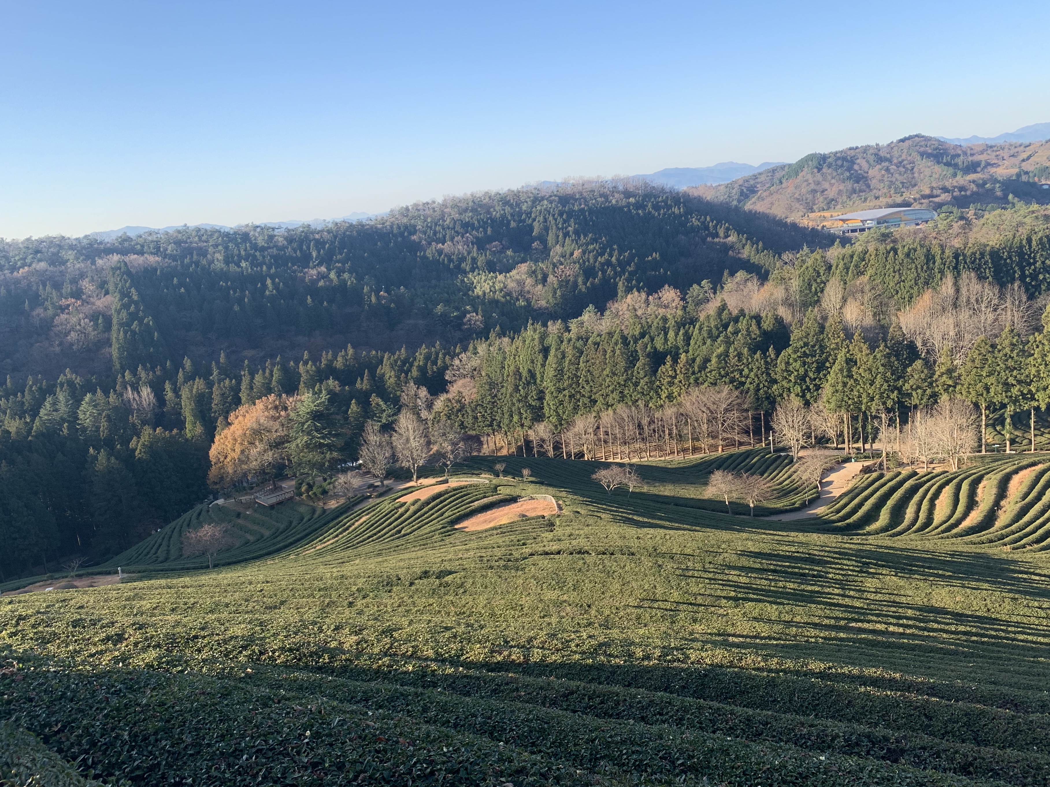 보성 대한다원 녹차밭