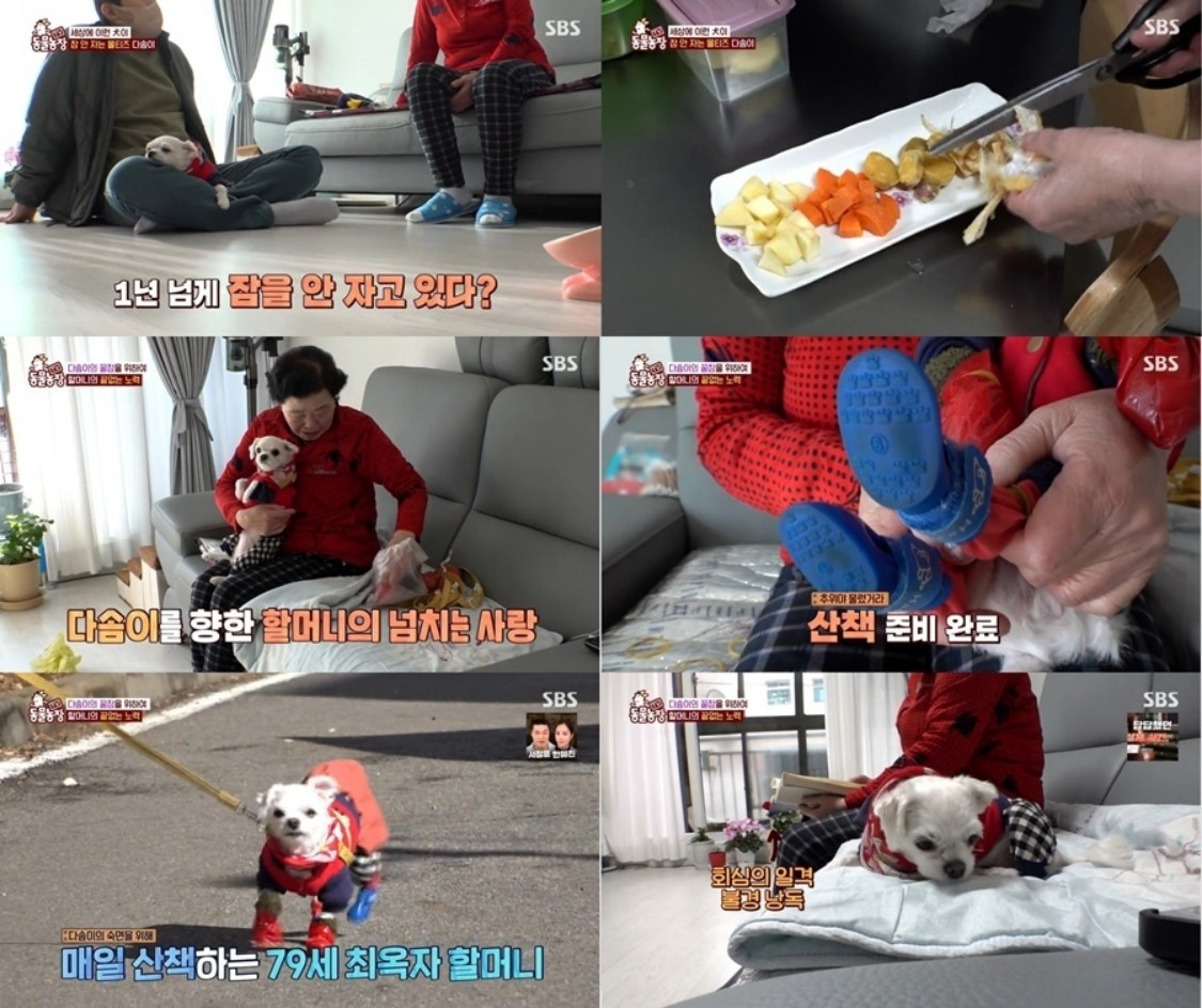 잠 안자는 강아지 이유와 해결 방법 TV 동물농장 다시보기 다솜이