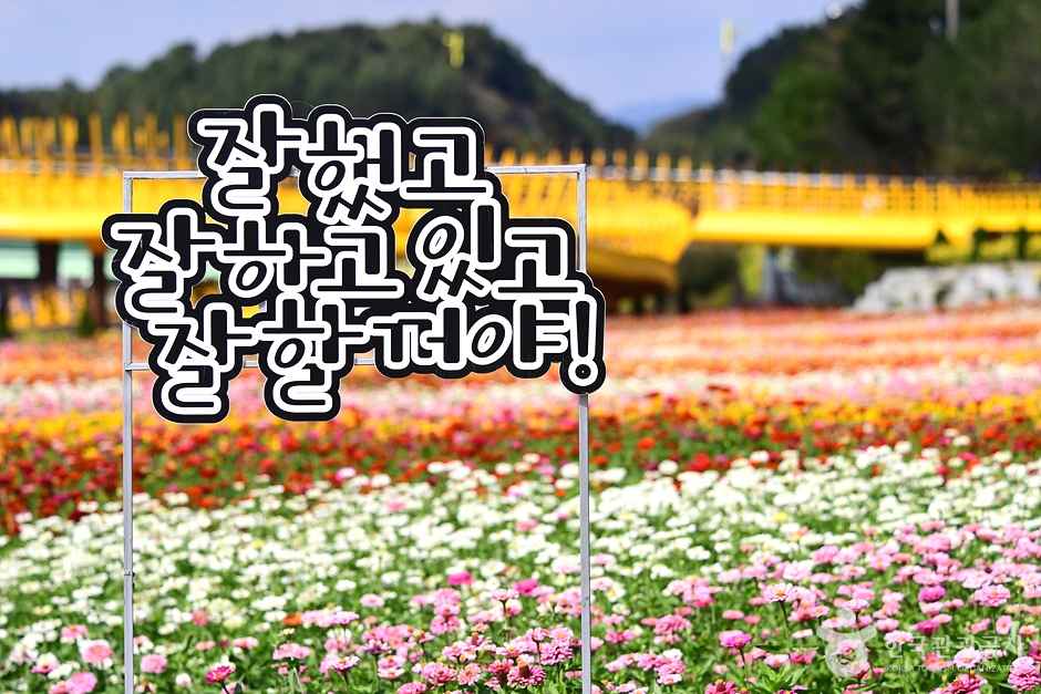 황룡강 길동무 꽃길 축제