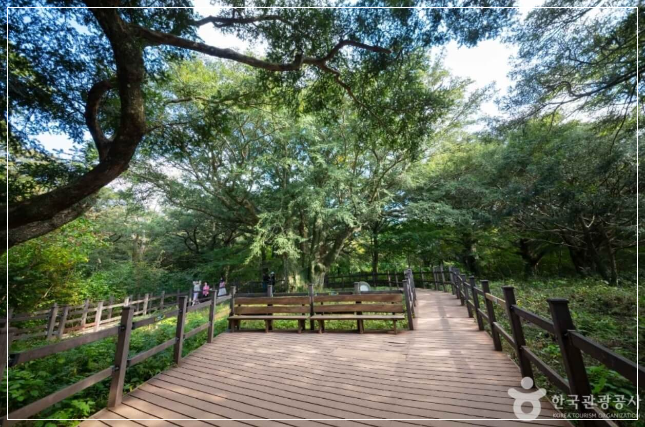 제주도 가볼만한곳 베스트10 비자림