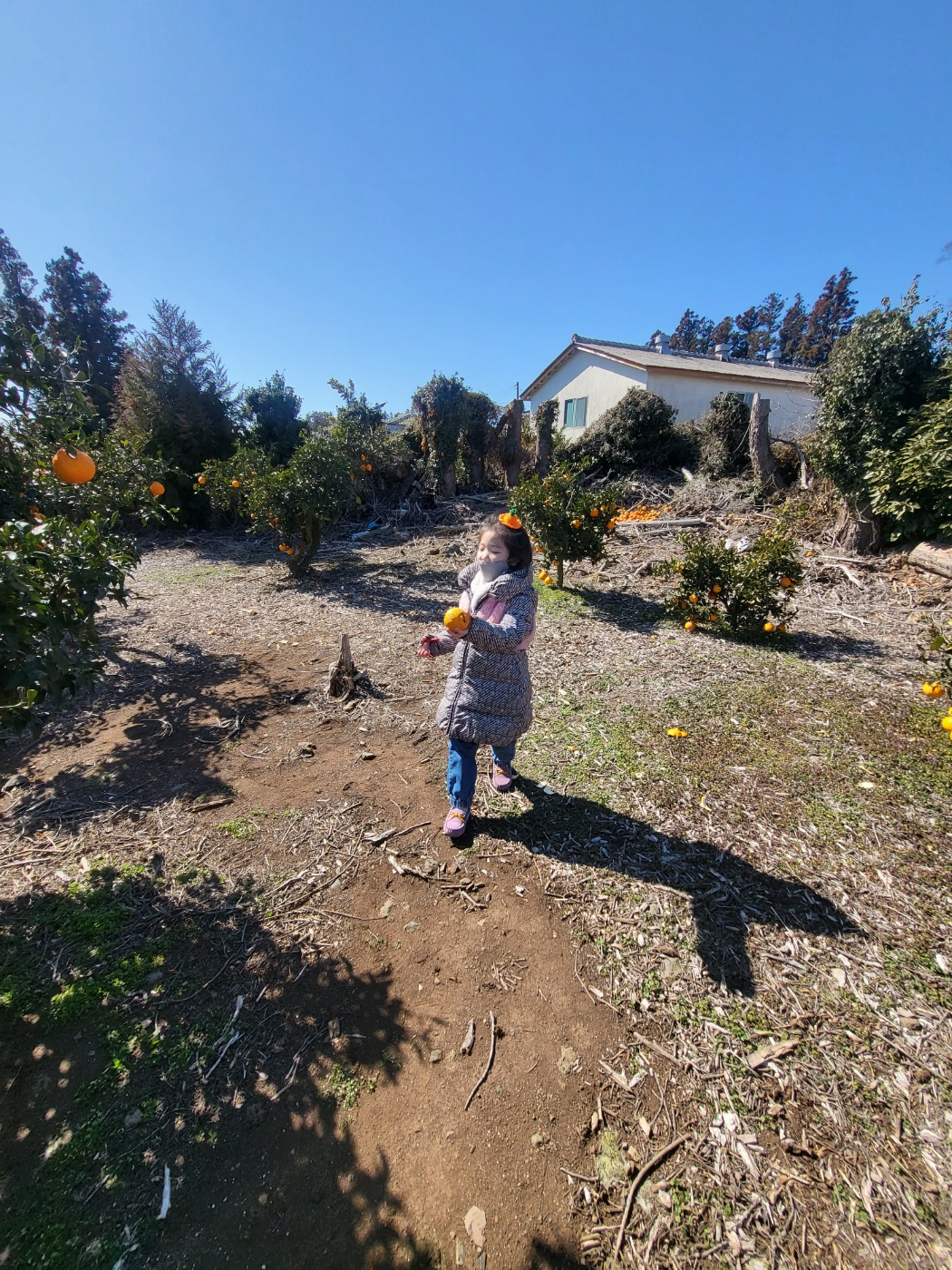 제주도 한라봉 체험&amp;#44; 감귤 체험