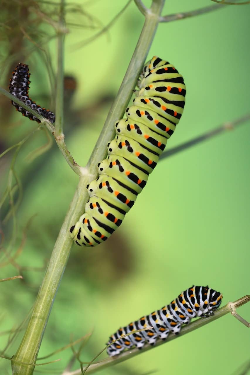 어린 시절의 모습, 애벌레 &mdash; 변신을 준비하는 생명의 여정서론