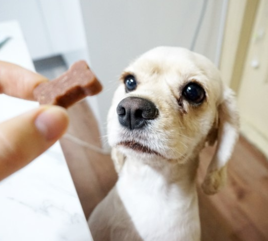 강아지 다리 절뚝거린다면? 이 글 놓치면 수술까지..
