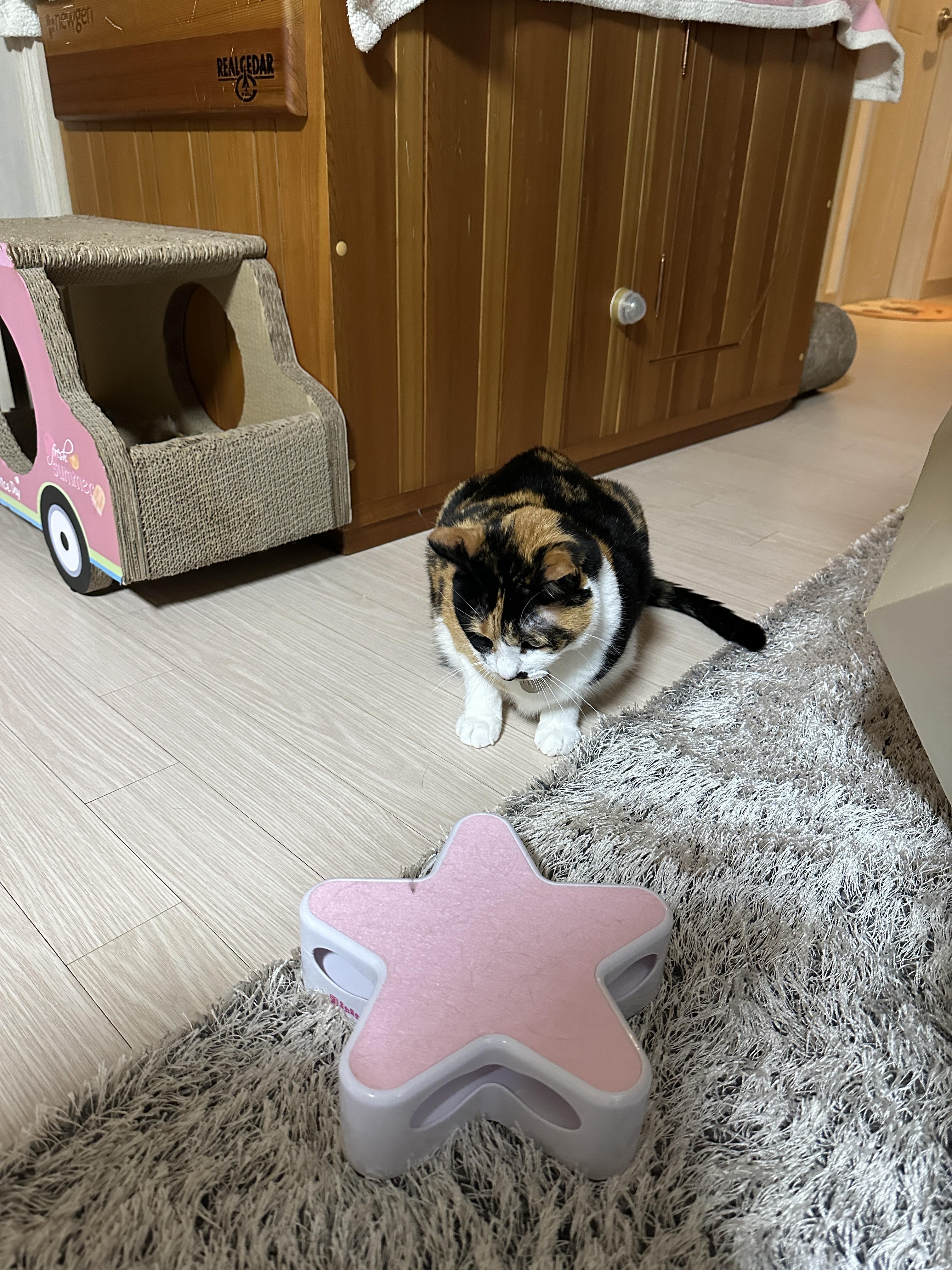 좋아하는_장난감과_다다