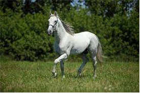 백마가 초원을 달리는 사진