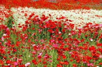 산길에서 만난 5월의 꽃 엉겅퀴 감나무꽃 고욤나무꽃 멍석딸기꽃 오디 뱀딸기 인동덩굴_13