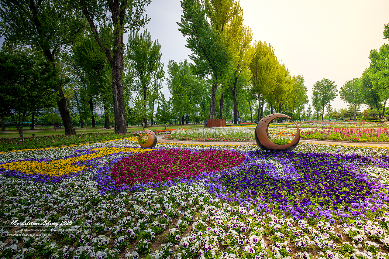 #꽃 #공원 #증평 #보강천 #미루나무숲