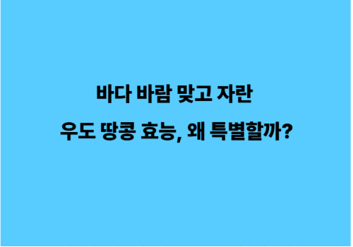 바다 바람 맞고 자란 우도 땅콩 효능, 왜 특별할까?