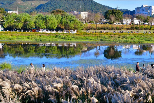 장성 황룡강 가을꽃 축제