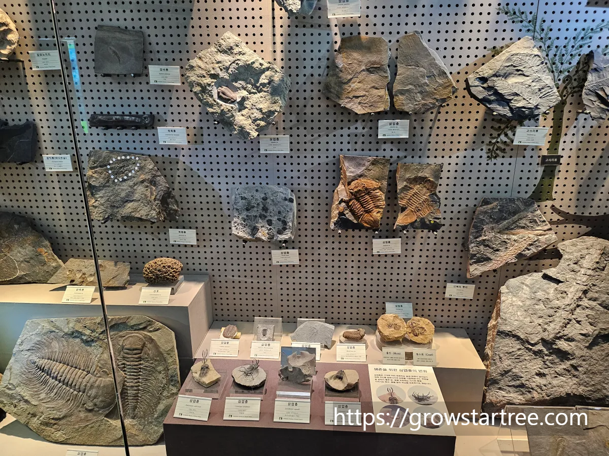 서대문자연사박물관 삼엽충 화석