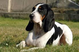 &amp;quot;슈바이처 라우프훈트&amp;quot;