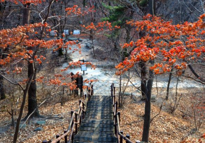 2025 계룡산 단풍 절정 시기 & 등산코스 추천 안내 ❘ 충남 가을 명소
