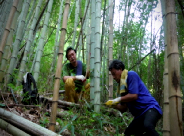 대나무수확