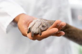 반려동물 예방접종 및 건강검진