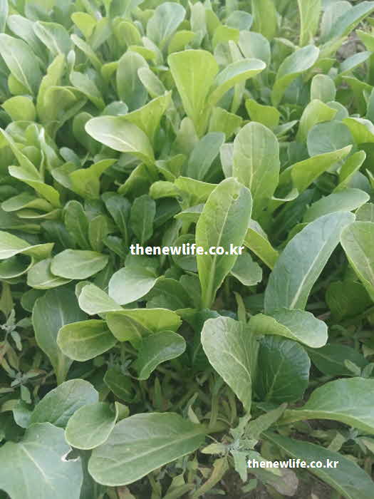 유채 나물 효능 부작용 한방