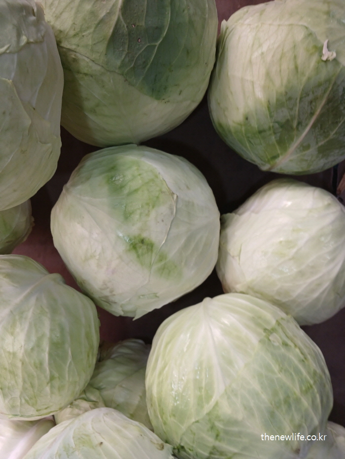 마트에 진열된 통 양배추 – 마른비만 예방에 좋은 식이섬유 채소
