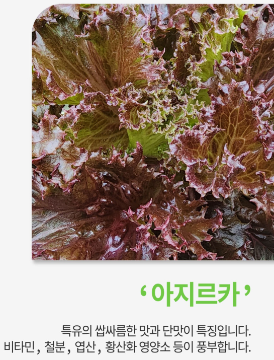 6시내고향 유럽쌈채소 경남 밀양 밀양상회