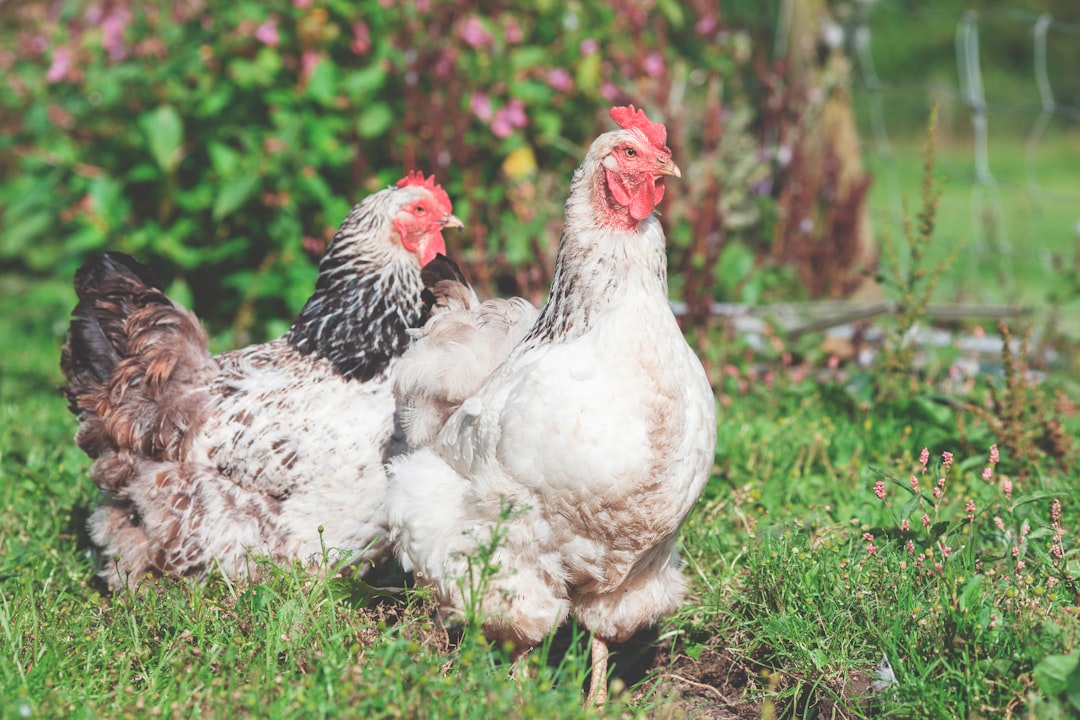 Chicken