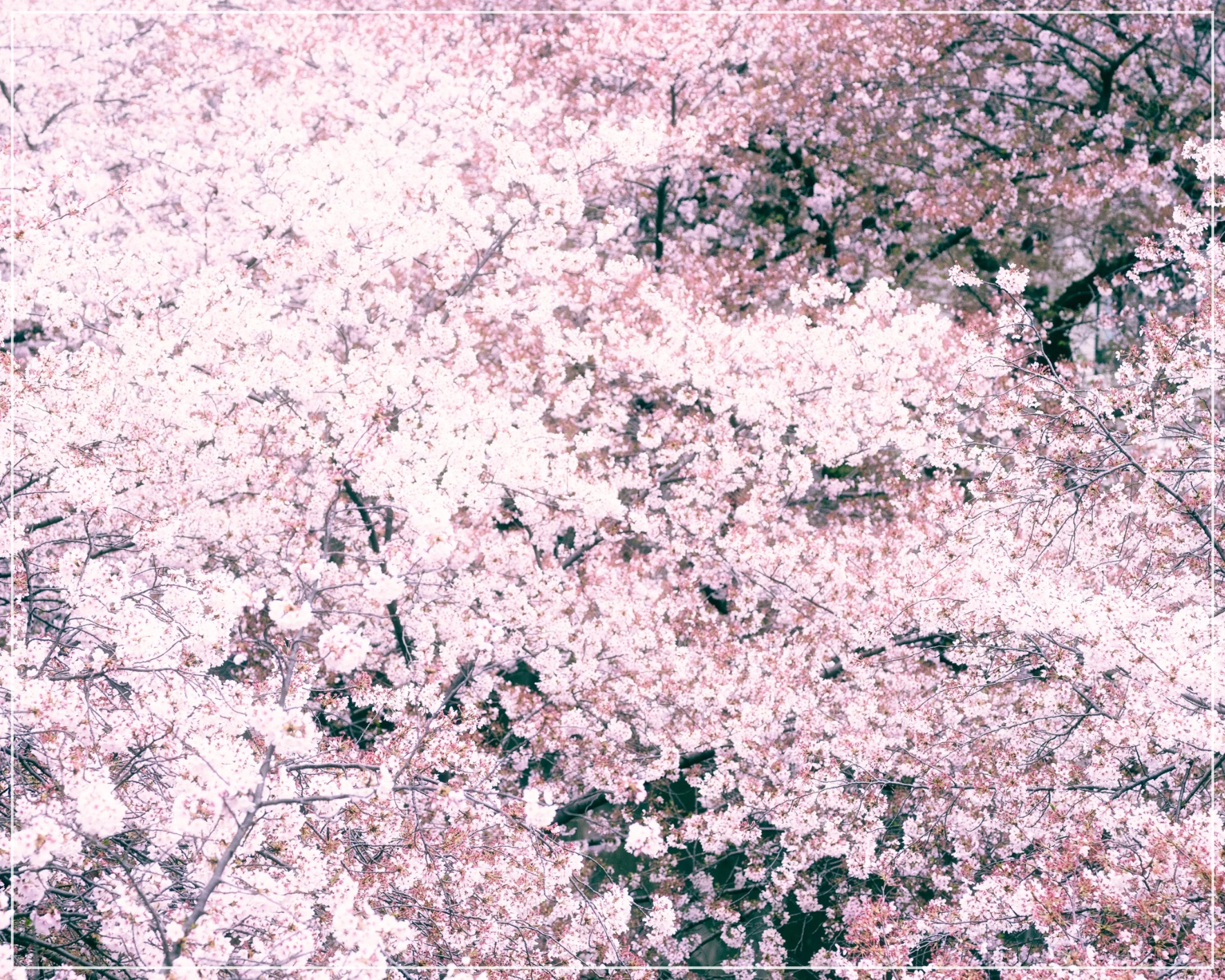 2025 전국 벚꽃 명소