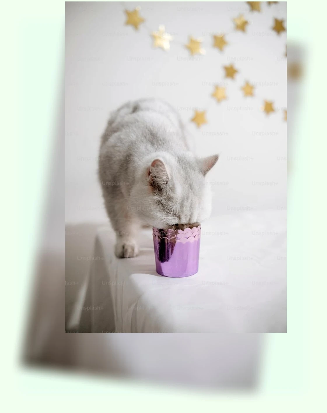 고양이 영양 간식_3_subsection