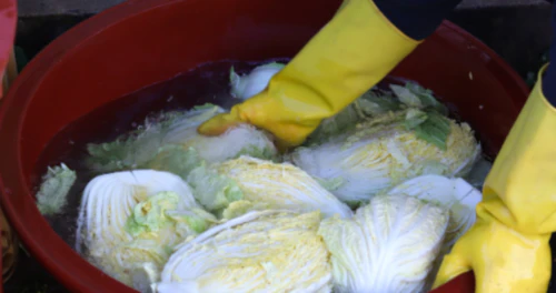 김장김치-배추절이기