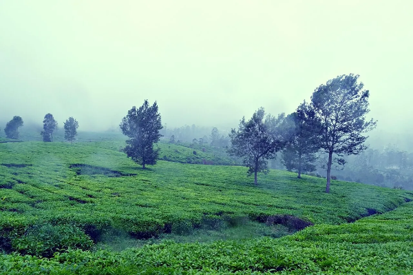 안개 낀 고요한 초록 풍경