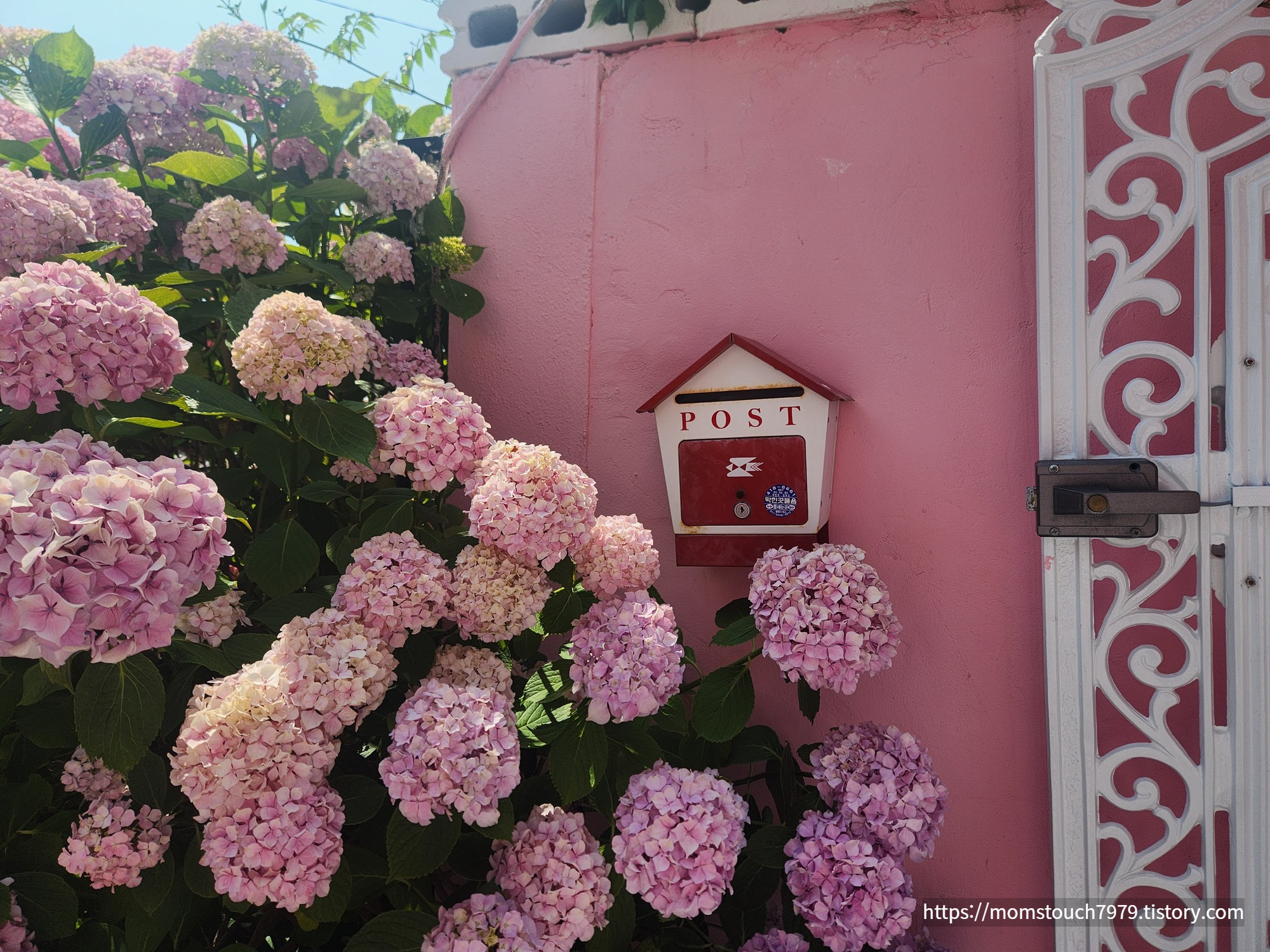 영도 분홍집 수국