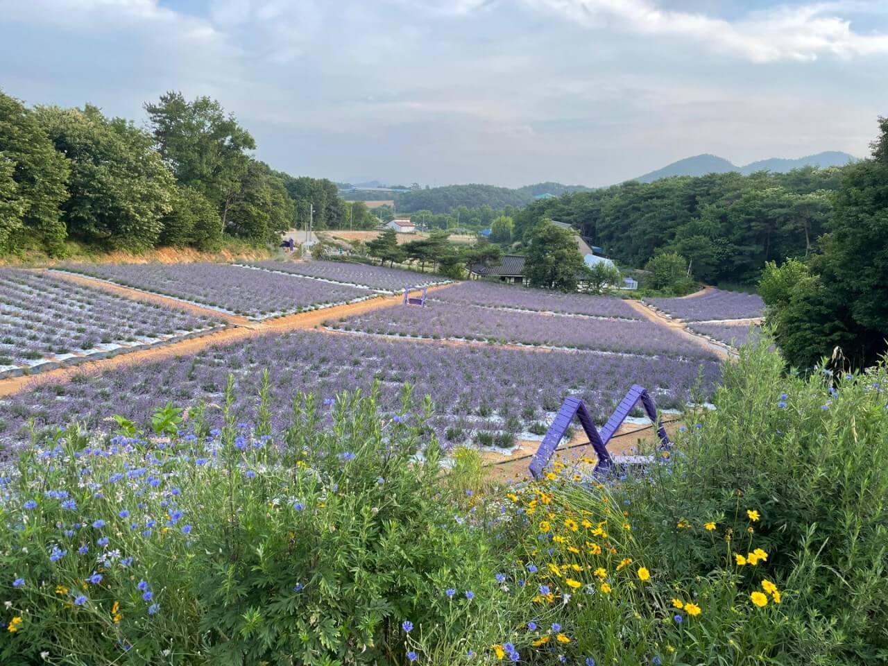 생생정보 2309회 장PD의 AI 여행기 고창 여행일정 총정리, 고창청농원, 해변승마클럽 취게팜, 두암초당, 본가 백합한상