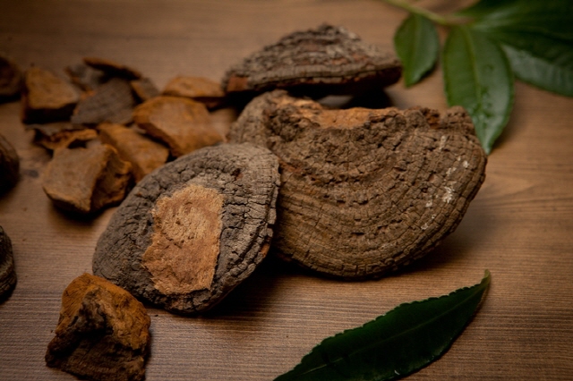 차가버섯 효능 및 부작용