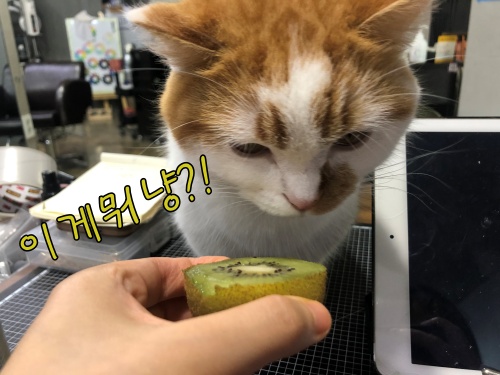 고양이키위급여