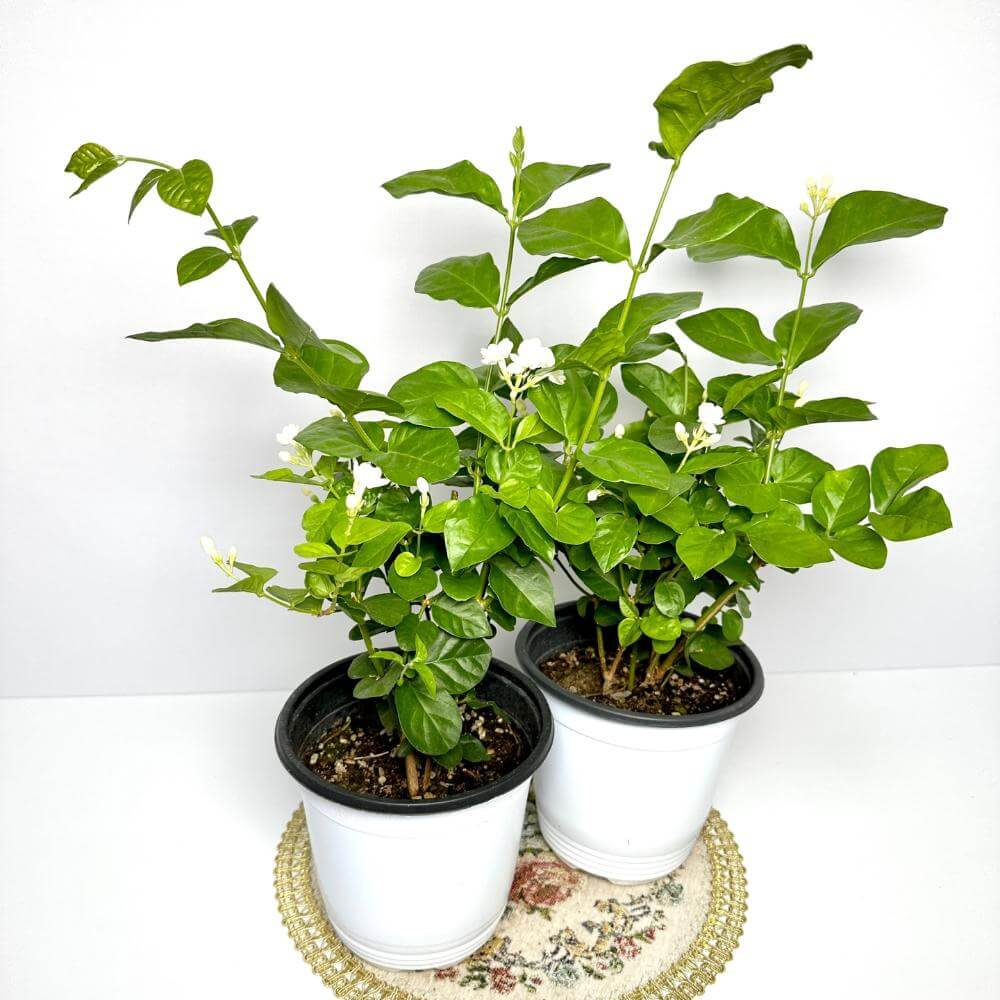 함박자스민 키우는법