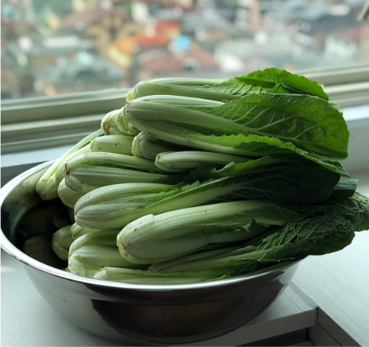 양동이에-담긴-얼갈이배추