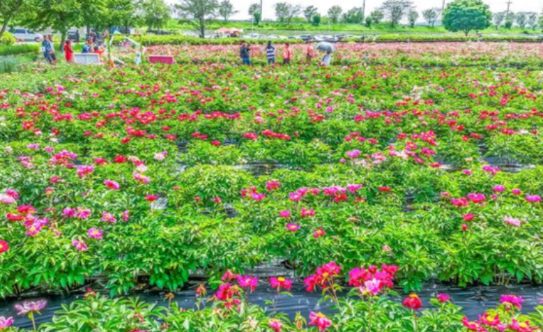 함안 강나루생태공원 작약·청보리 관련 사진