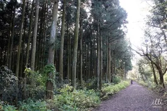 걷기 좋은 명품 숲길 50선 전국 서울 경기_23