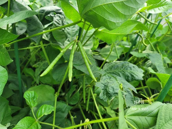 녹두 재배 직파 심기 병해 예방 수확 건조_1