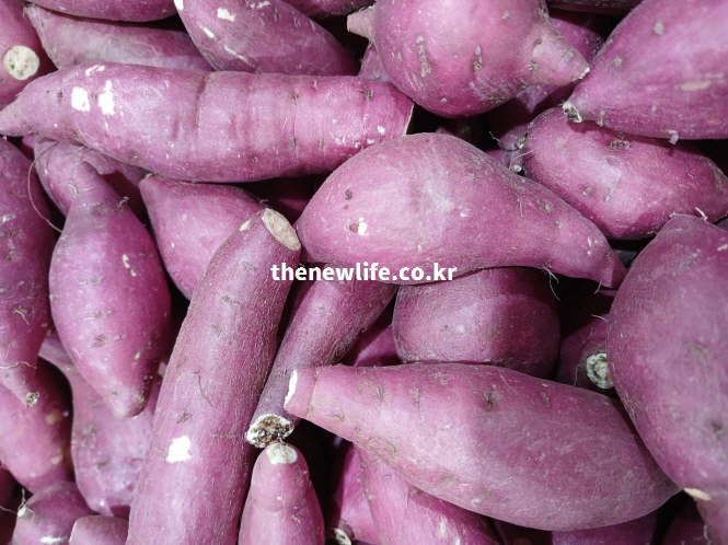 항산화 성분이 풍부한 생고구마 실물 사진