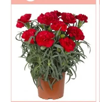 카네이션 화분 키우는 방법 생화 꽃바구니 관리_5