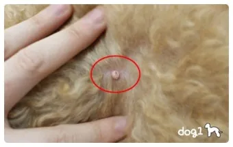 강아지 몸에 혹 악성종양 구분 세포검사 후기 사례집_3