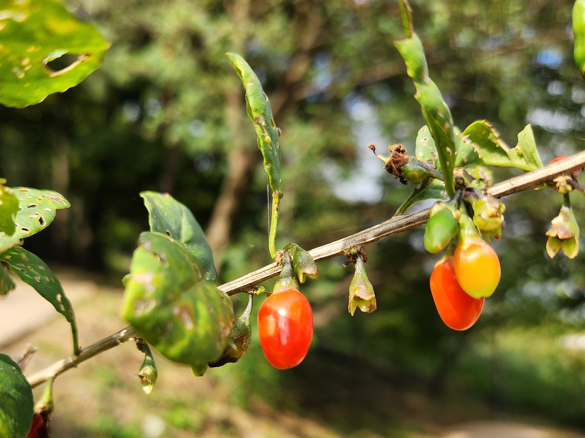 구기자나무
