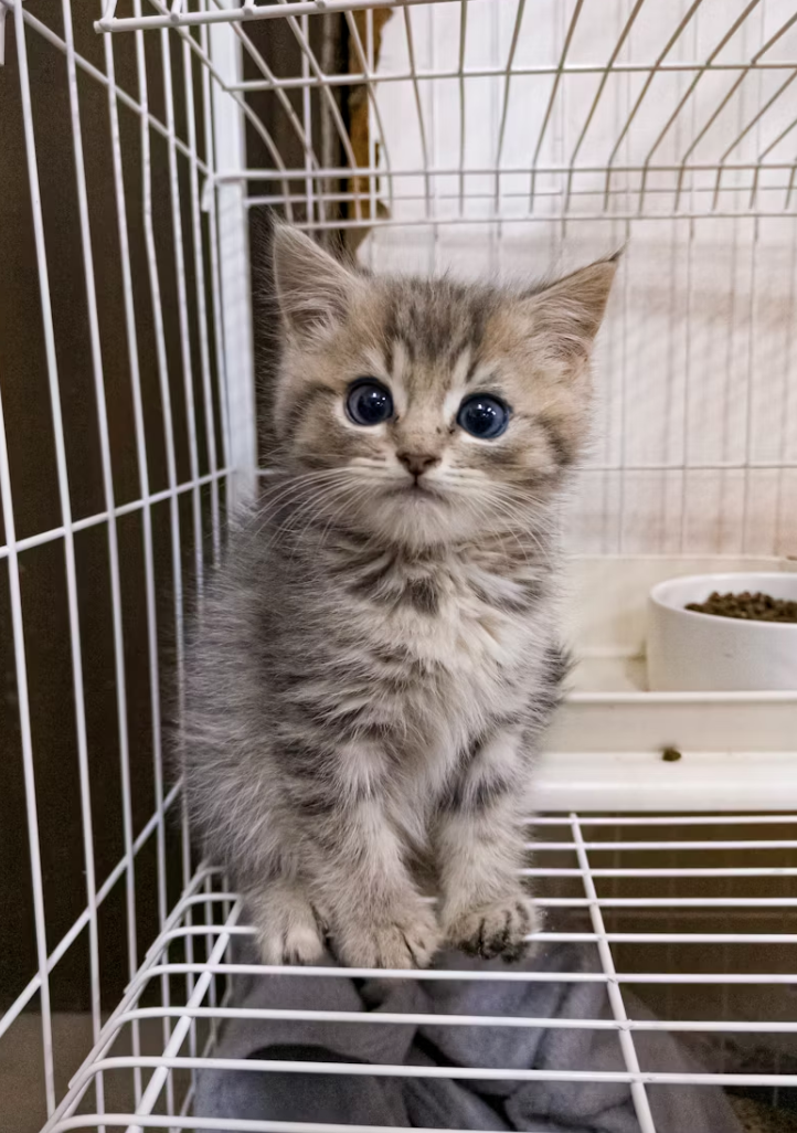 지하철, 카페, 공원 등 장소별 반려동물 동반 기준과 위반 시 벌금 안내