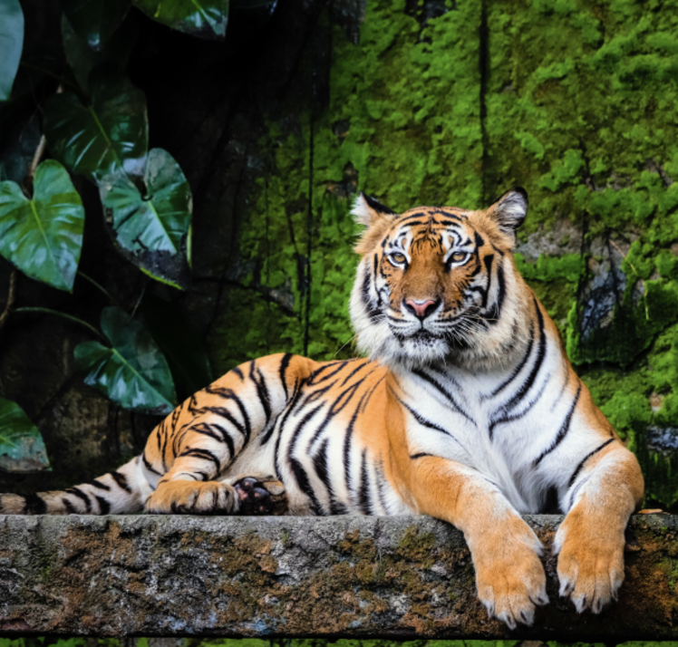 아침고요가족동물