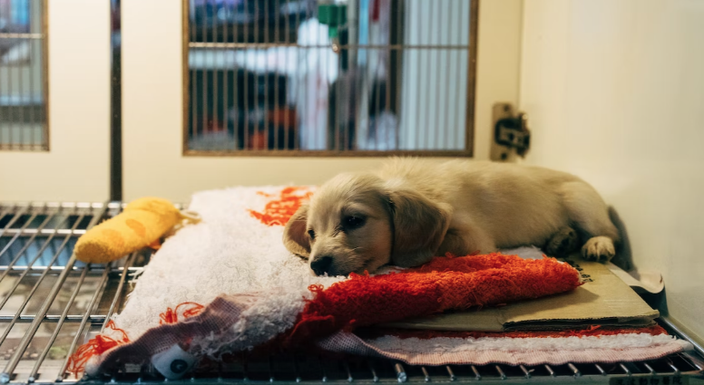 동물병원-진료비용-사전고지-의무화