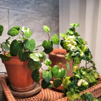 북향집 식물 선택 저조도관리 물주기 식물등 활용 방법_13