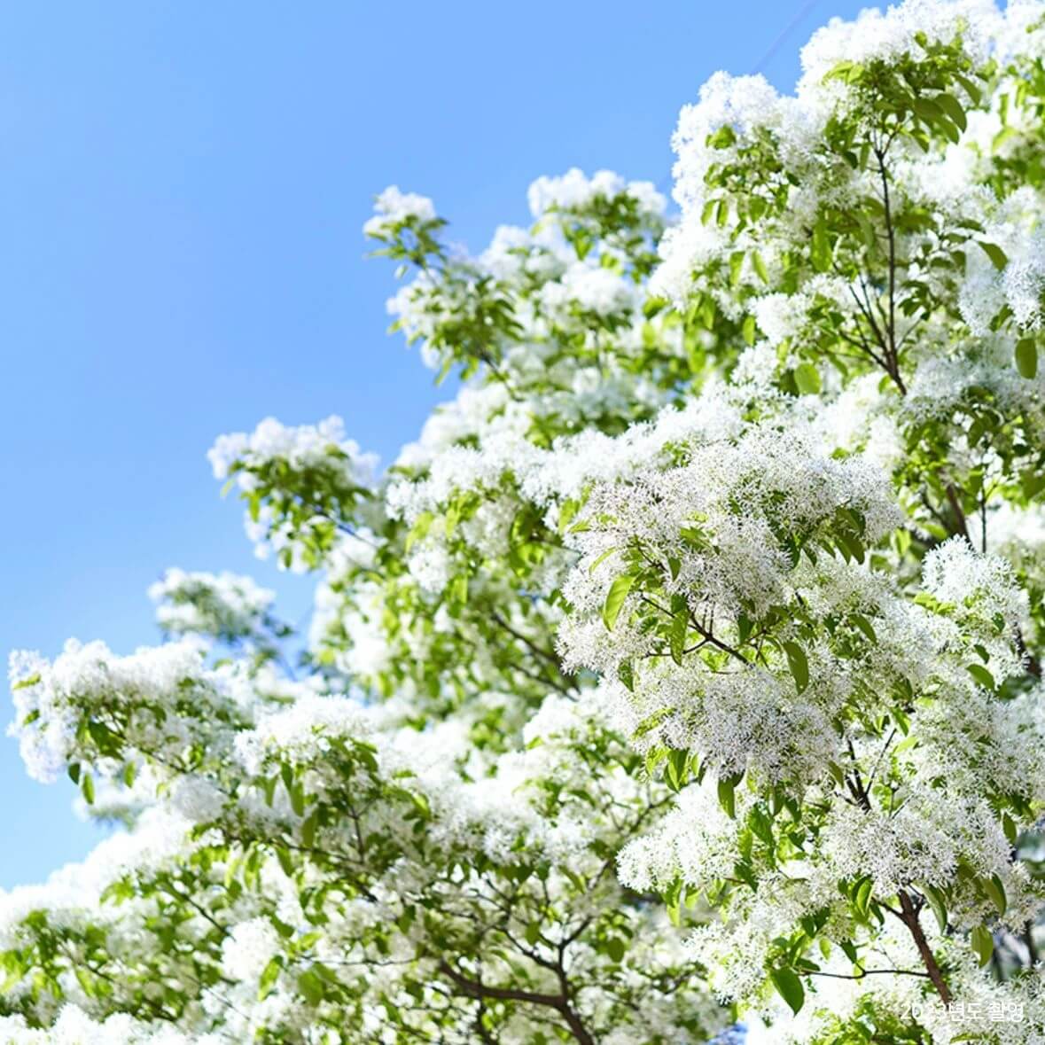 전주 이팝나무 철길