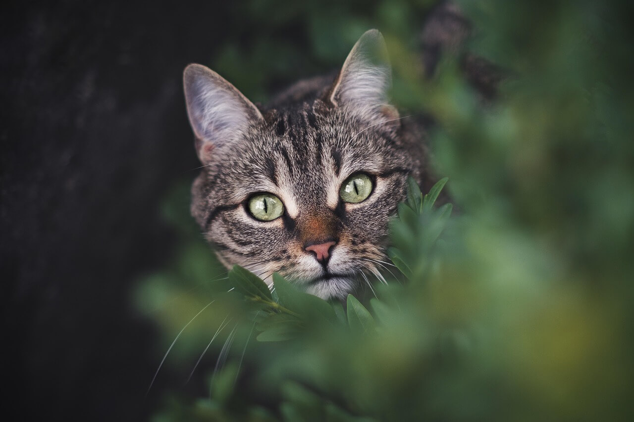 노령묘 건강관리 계단 오르내리기 훈련